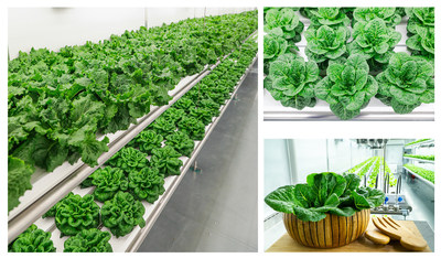 GP Solutions Listed as One of the Top Vertical Farming Companies
