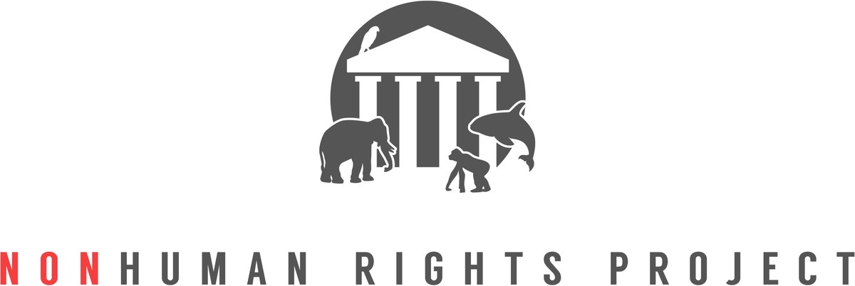 Appeal Granted by New York Court of Appeals in Nonhuman Rights Project's (NhRP) Landmark Elephant Rights Case - Vimarsana News