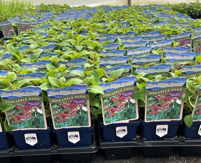 Virginia Nursery 'Plants a Better Tomorrow' with Blue Ridge Grown