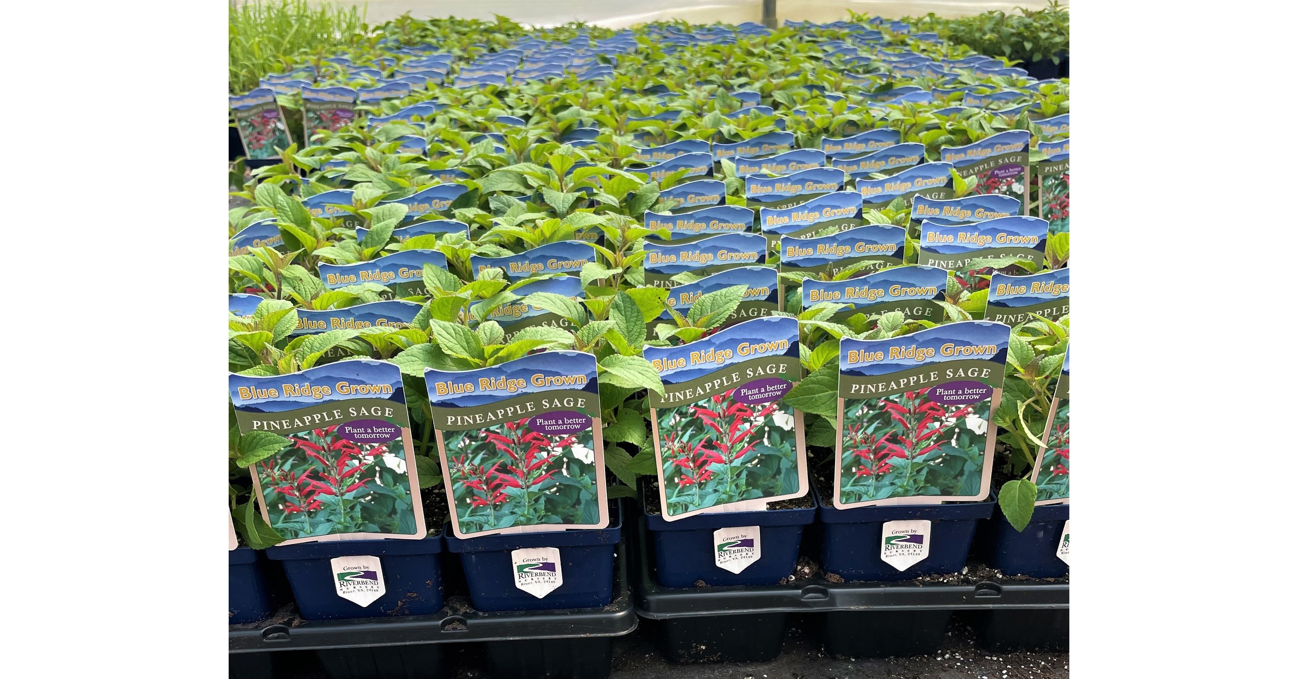 Virginia Nursery 'Plants a Better Tomorrow' with Blue Ridge Grown