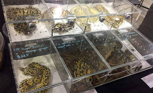 Efforts to stop the global commercial trade of wildlife could significantly reduce the unnecessary suffering of animals and also directly benefit people. Pictured: Pythons at an exotic pets exposition in Canada.
Credit Line: World Animal Protection
Date Created: 06/05/2018 (CNW Group/World Animal Protection)