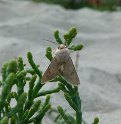 Edwards' Beach Moth  Nicole Kroeker (CNW Group/Committee on the Status of Endangered Wildlife in Canada)