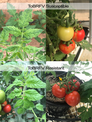 ToBRFV Susceptible VS Resistant