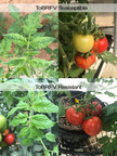 TomaTech Cracks the Code for ToBRFV-Resistant Tomatoes