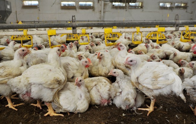 Chickens raised for meat in a typical factory farm environment.