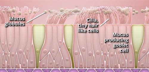 The aim of the Mechanism of Action study is to determine the mechanism by which Metered CryoSpray (MCS) reduces the density of goblet cells responsible for over-producing mucus and observe re-growth of healthy cilia in the airways. The aim of the Mechanism of Action study is to determine the mechanism by which Metered CryoSpray (MCS) reduces the density of goblet cells responsible for over-producing mucus and observe re-growth of healthy cilia in the airways.
