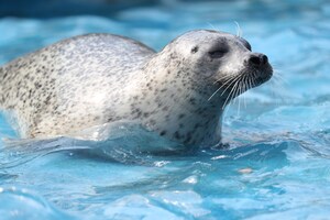 L'Aquarium du Québec rouvrira ses portes le 13 mai