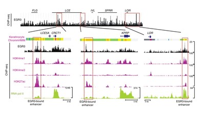 Epigenetic regulation of EGR3 through enhancer RNA (Fig. 4e)