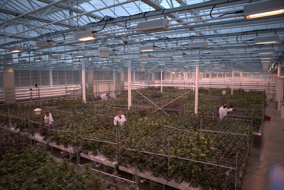 Aurora benefits greatly from having built a diversified business across domestic medical, international medical and adult-use markets. Workers tend to cannabis plants at Aurora Coast, the company’s best-in-class research, genetics and breeding facility in Comox, British Columbia. (CNW Group/Aurora Cannabis Inc.)