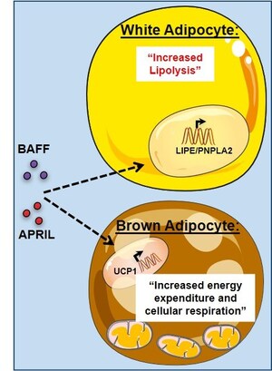 Study reveals potential new way to burn fat faster