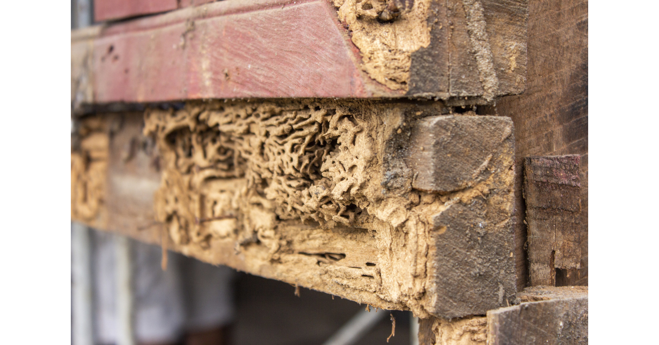 Homeowners Advised to Watch for Signs of Termites