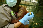 New Rescue Alliances provide a lifeline for trafficked orangutans