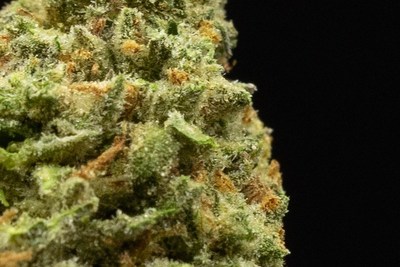 Close-up of Bophelo’s latest harvest of DNA Genetics; Chocolope (CNW Group/Halo Collective Inc.)