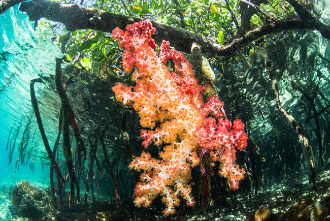 Soft coral grows on a mangrove root in Raja Ampat, Indonesia. Photo credit: Toby Matthews / Ocean Image Bank