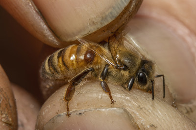 Honeybee with parasitic Varroa destructor mite 