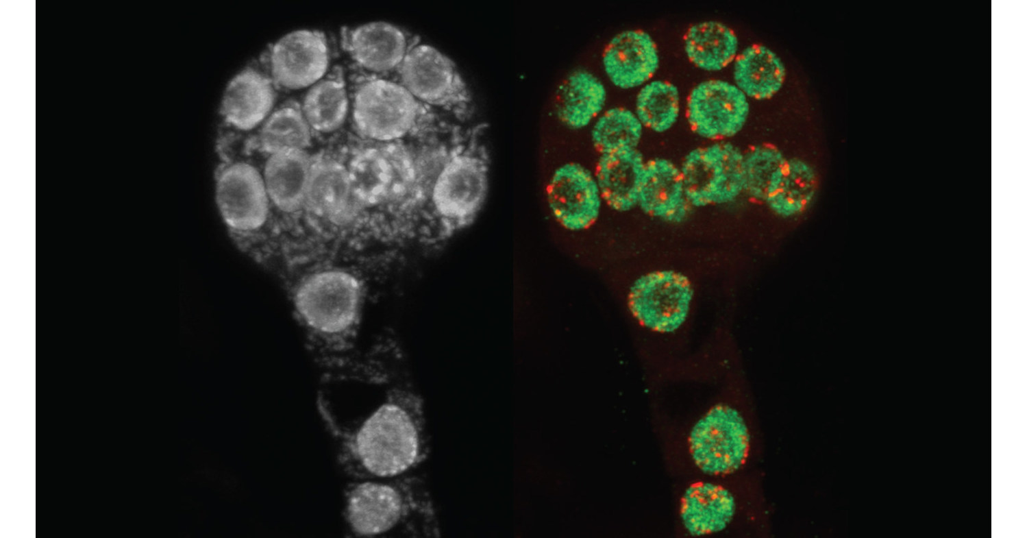 How plants leave behind their parents' genomic baggage - Vimarsana News