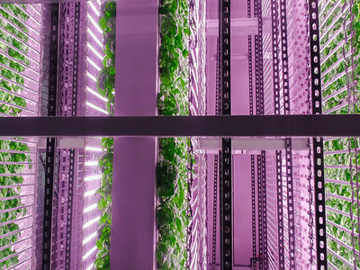 OnePointOne and Sakata Seed America Aim to Accelerate the Quality and Variety in Vertical Farming