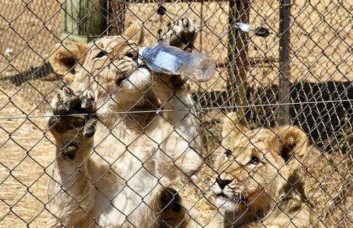 In South Africa, lion cubs can be used to provide tourists with activities such as bottle feeding and walking experiences. Adult lions are used for the canned-hunting trade where they are shot by trophy-hunters who only want their heads. Their bodies are then also exported into the traditional medicine trade. However, South Africa recently announced it would end such practices.
Credit: Blood Lions (CNW Group/World Animal Protection)