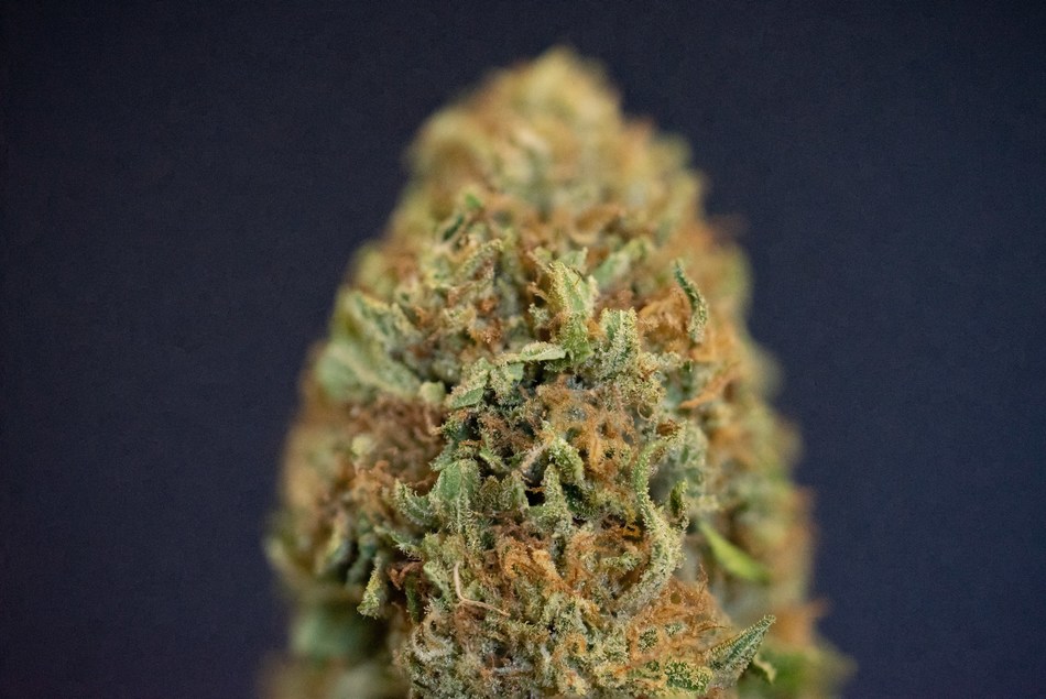 bophelo bioscience grows premium dna genetics california style cannabis in lesotho with gacp on the way