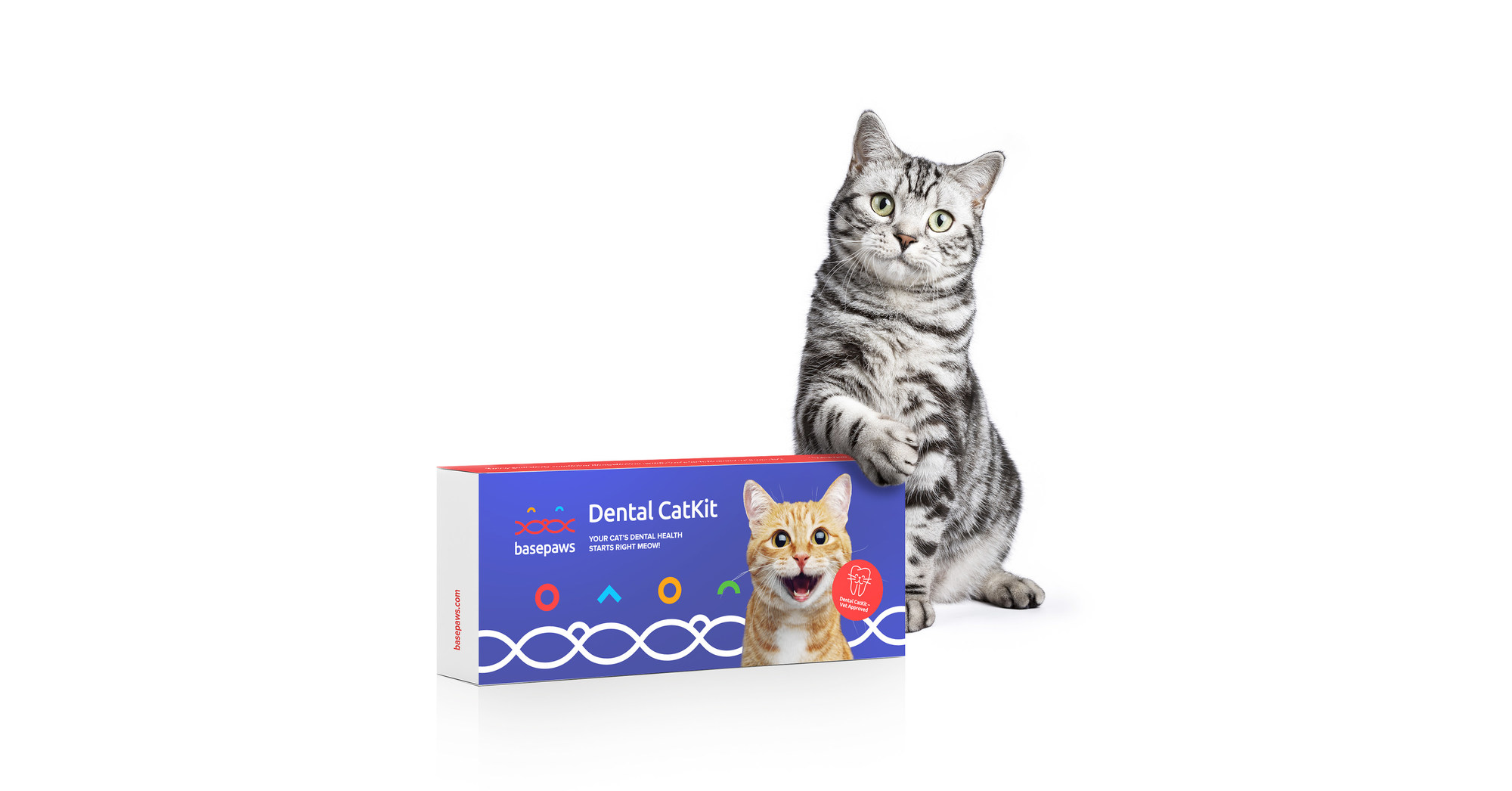 The Basepaws Cat Dental Well being Take a look at
