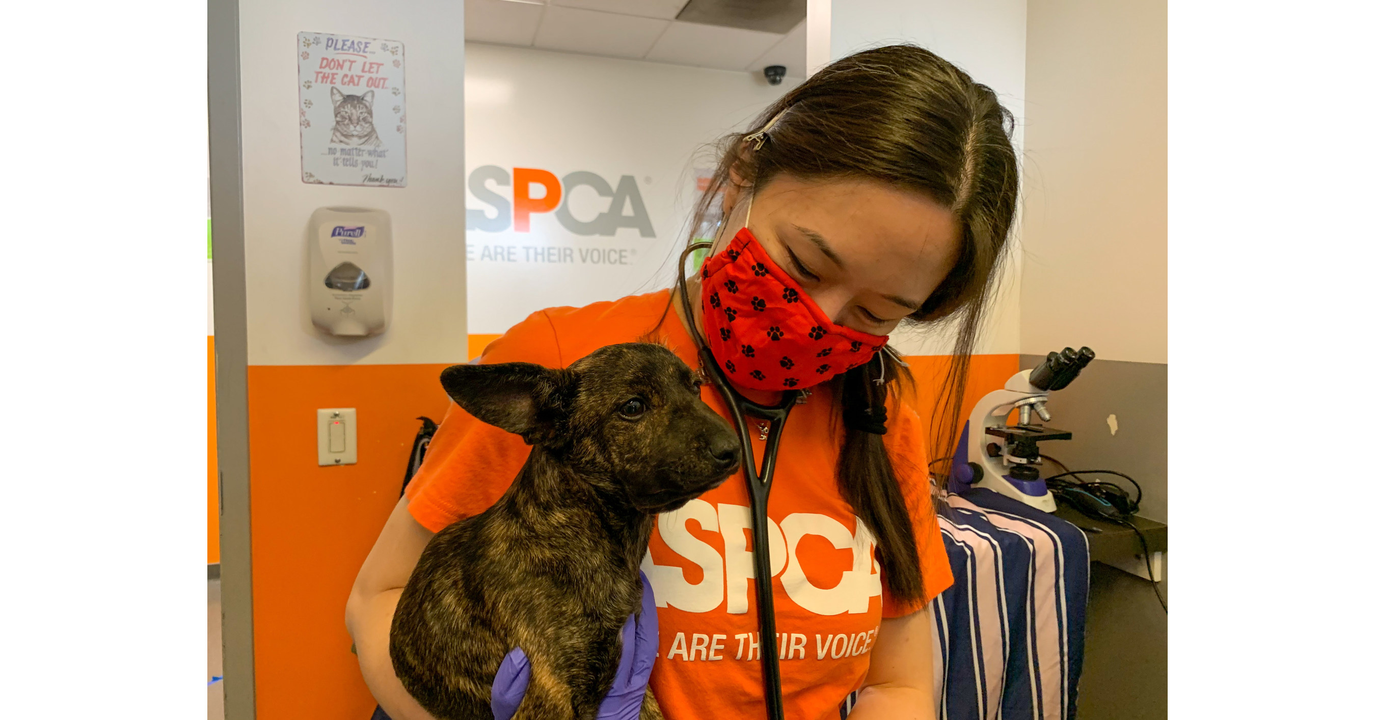 New ASPCA Survey Shows Overwhelming Majority of Dogs and Cats Acquired  During the Pandemic Are Still in Their Homes