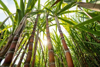 Thailand’s status as a major producer of sugarcane, together with its strategic location and strong logistics networks have made the country the leader in bioplastics production in Southeast Asia, and a favorite destination for investment in this fast growing sector.