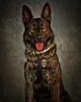 The American Kennel Club Posthumously Awards Canine Hero With 2021 AKC Paw Of Courage