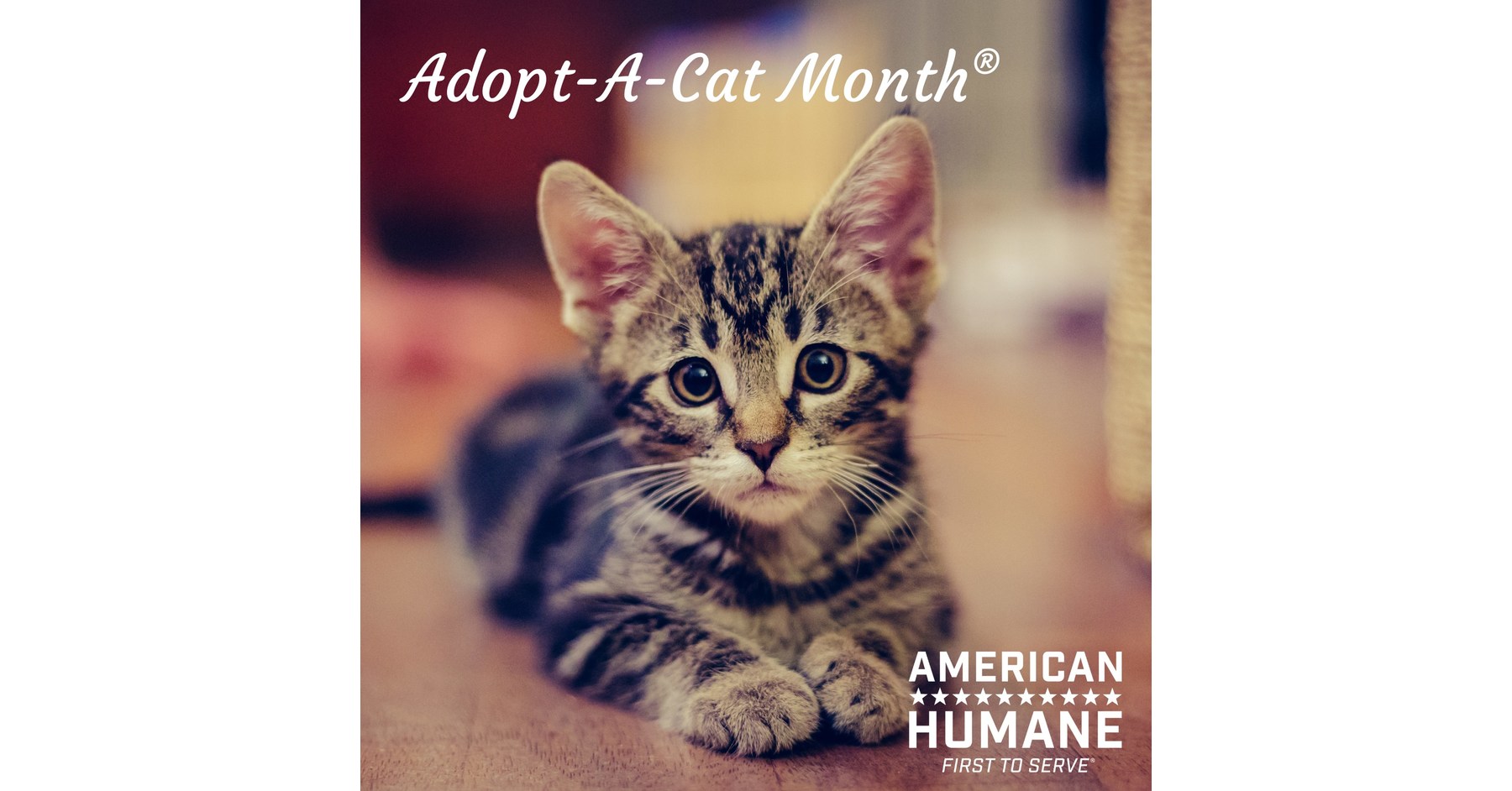 American Humane Asks People to Rescue a Cat – or Two