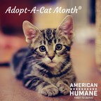 American Humane Asks Americans to Rescue a Cat - or Two - During Its Adopt-A-Cat Month® This June