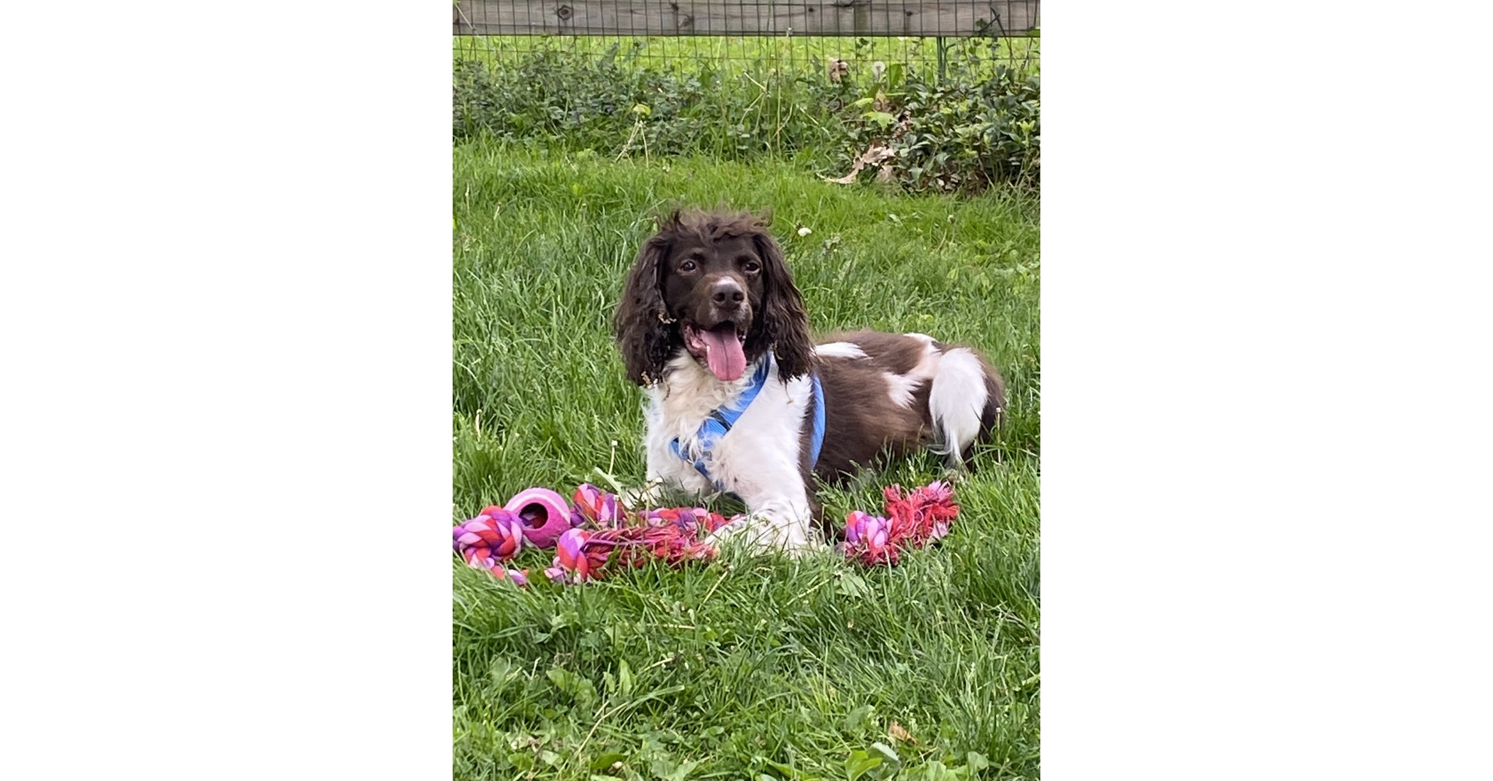 Memorial Day Ceremony honoring local Veterans including a War Dog