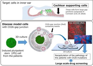 Juntendo University research: Step forward towards treating hereditary deafness