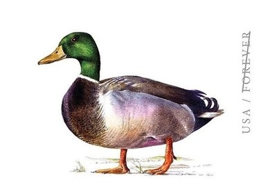 A mallard duck is featured on the newest U.S. Postal Service stamped card. The stamp art shows a mallard drake profile, realistically drawn in pencil and colored with a watercolor wash. The card is being issued as a Forever stamped card. Its postage will always be equal to the value of the stamped postcard rate at the time of use.