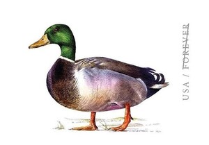 Mallard Featured on Postcard