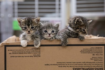 Kittens are one of the most vulnerable populations in animal shelters and many end up there because of well-meaning animal lovers. Removing stray kittens from their environment might not always be the right course of action.