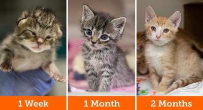 Newborn and young kittens are often removed from their environment and unintentionally orphaned by well-meaning community members. The ASPCA's new online tool helps guide the public through the recommended steps to take if they find stray kittens outdoors.