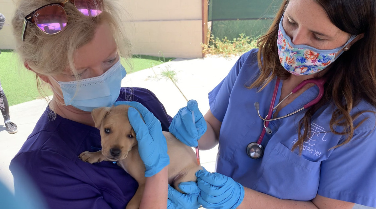 "The ElleVet Project" Announces Return To California & Nevada For 2nd Mobile Relief Tour - Expanding Efforts To Provide Free Veterinary Care, Food, Supplies To Thousands of Homeless And Street Pets - Vimarsana News