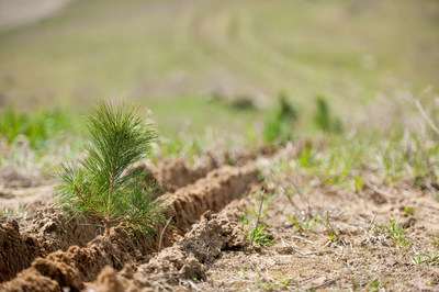Forests Ontario to be Implementation Partner of the UN Decade on Ecosystem Restoration