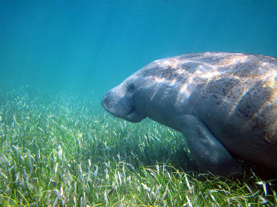 Sea & Shoreline plants one-millionth seagrass plant that improves water quality and provides food and habitat for manatees and other sea life.