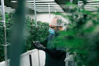 Arrivée d'un nouveau cannabis médical - Fuga fait son entrée sur le marché canadien