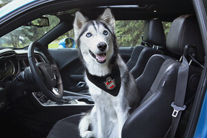 For the Love of Pets and Cars: Pet Supplies Plus &amp; Ziebart Launch #CoPilotPets Campaign