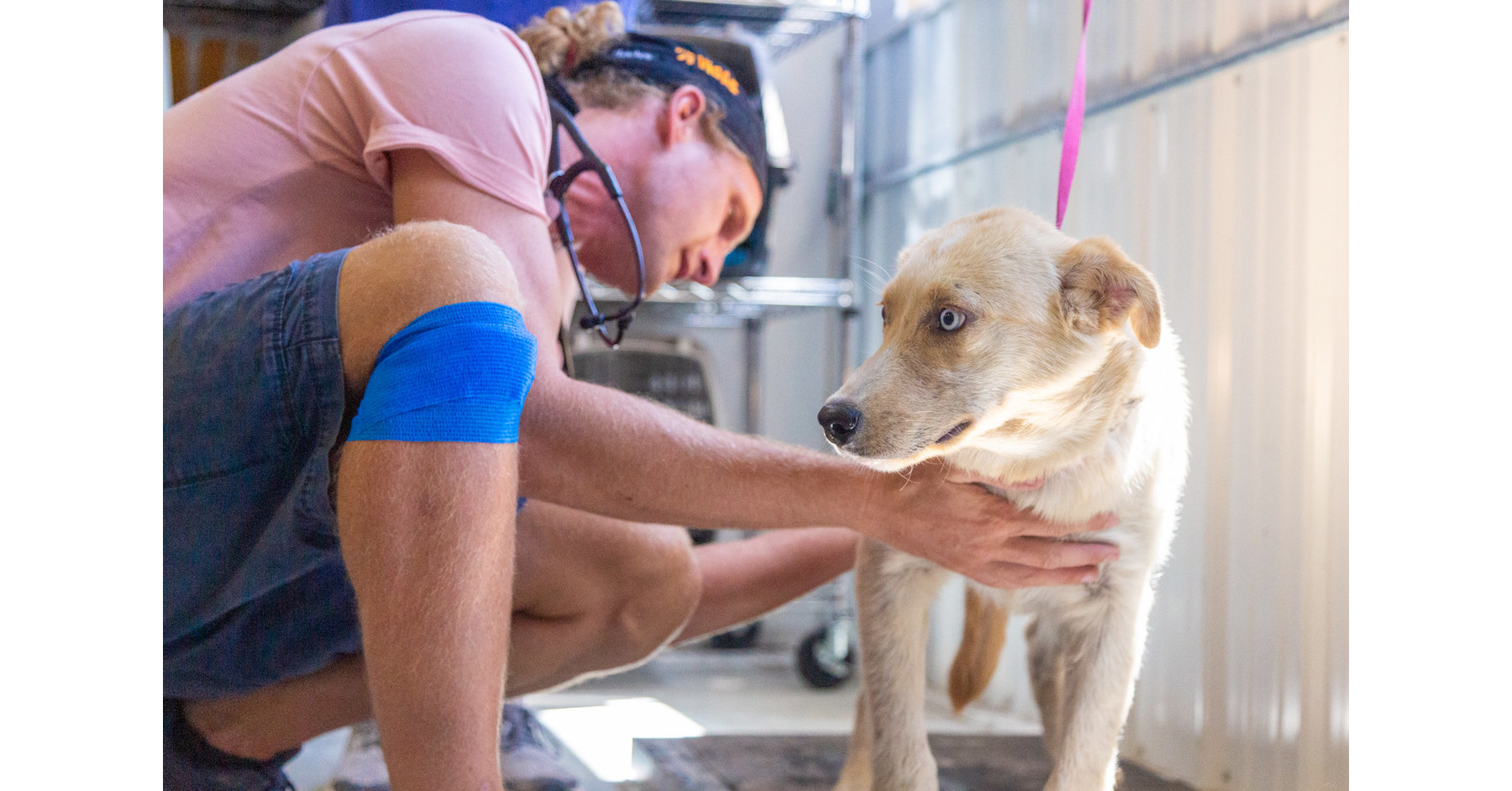 Banfield Foundation® And IDEXX Foundation Fund FirstEver Self