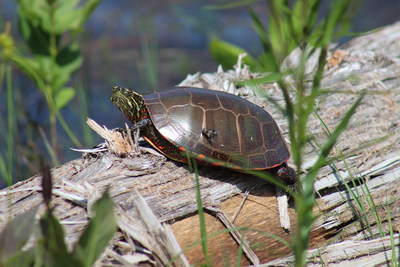 Painted turtle at OPG owned Bruce Nuclear Facility Kincardine, Ontario. (CNW Group/Ontario Power Generation Inc.)