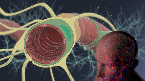 The Wyss Institute initiates a pre-competitive multi-partner industry collaboration to enable more effective delivery of drugs to the brain. Credit: Wyss Institute at Harvard University