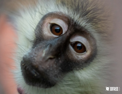 Kiki, a five-year-old vervet surrendered by a private owner, is the latest of more than 400 monkeys to call Born Free USA's South Texas primate sanctuary home.