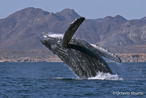 The Institute of the Americas Announces Merger of UC's Gulf of California Marine Program Into Its Environment &amp; Climate Change Program
