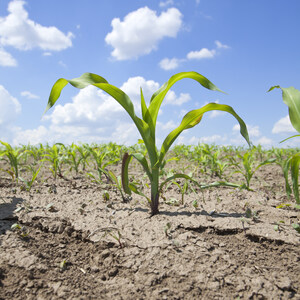 AXTER Agroscience comes to the rescue of farmers heavily threatened by the current drought that is affecting all crops across Quebec