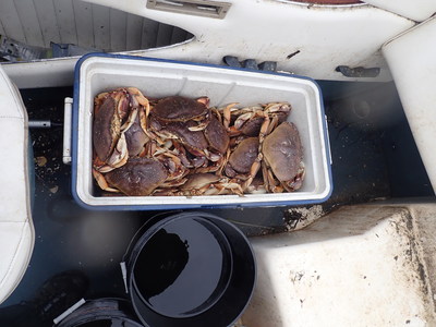 Illegal crab harvesting and potential sales involve 3 enforcement agencies and result in fine of $7,500