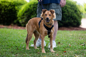 Auburn University veterinary professor: Adopted 'pandemic puppies' face behavioral, socialization challenges