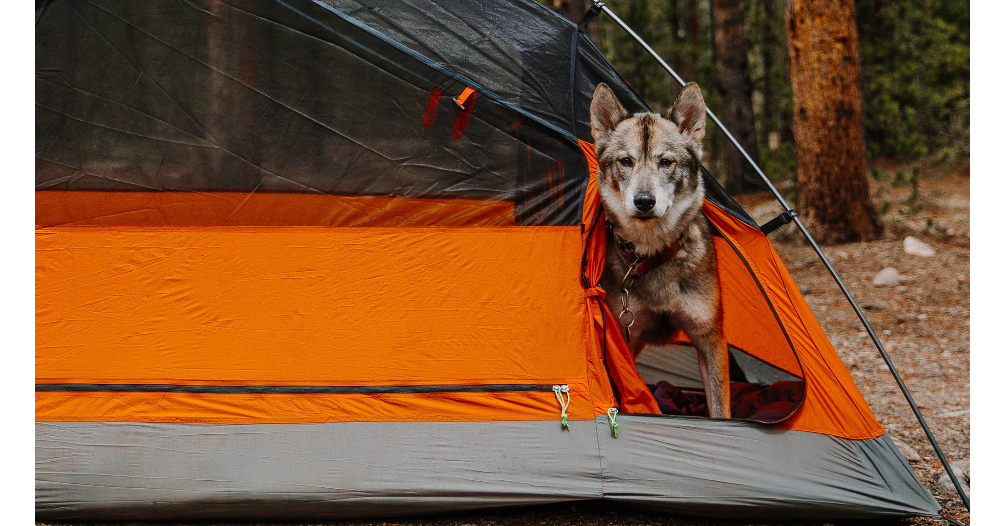 Kings Peak Tent, First Ever 2-Person, 1-2 Dog Tent