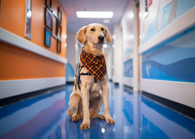 As specially trained service dogs at St. Jude, Huckleberry and Puggle know a multitude of commands in addition to the basic sit, stay, shake and come commands.